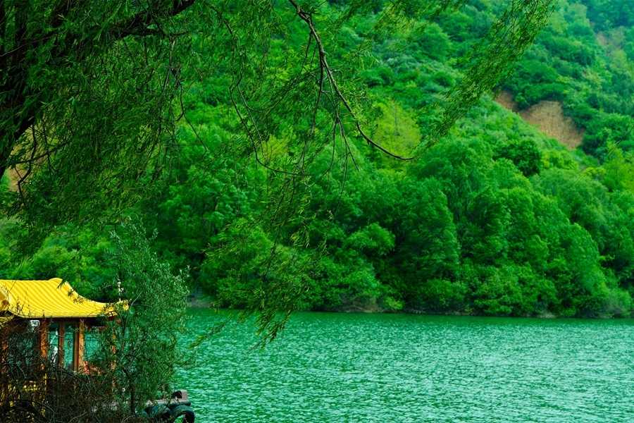 風中搖曳的柳條