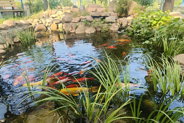 1722567686268198.jpg 職工自建生態(tài)水池_副本.jpg